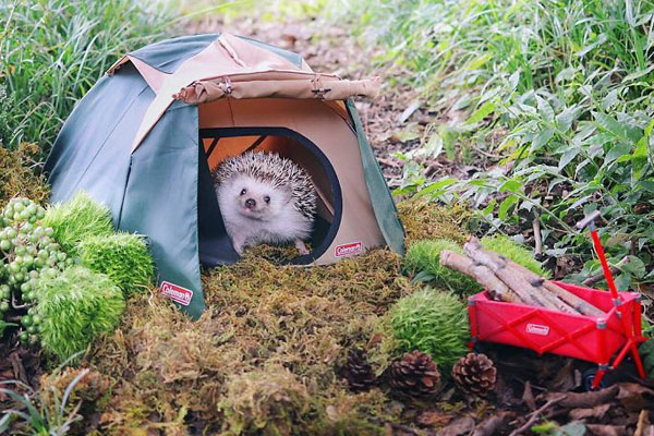 Un hérisson de camping
